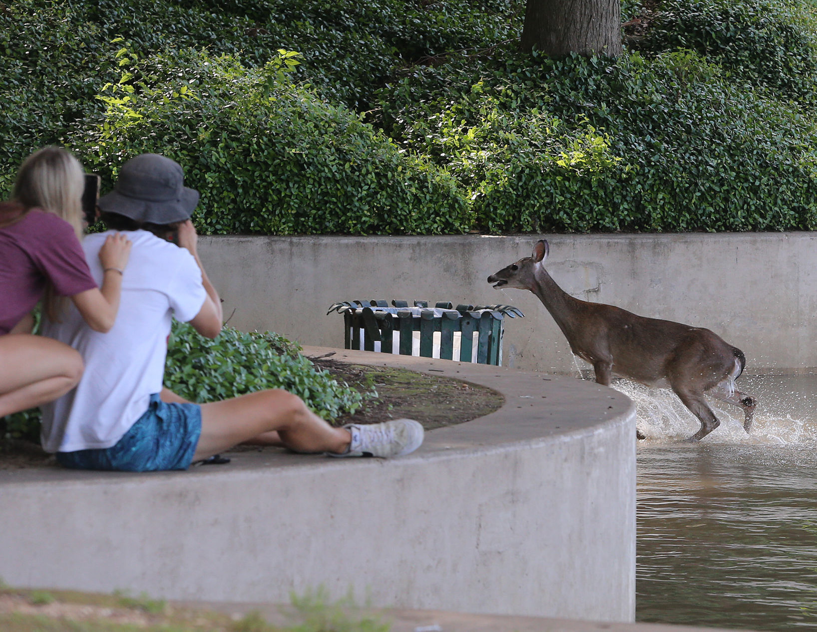 20190513_loc_deer_swim_jl1